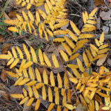 Fall colors of Royal Fern