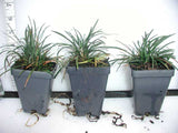 Dwarf Mondo Grass - 2.5 inch Pots (Minimum Quantity: 54 Plants)