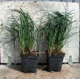 Mondo Grass - 3.5 inch Pots (Minimum Quantity: 25 Plants)