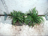 Ophiopogon japonicus 'Nana' - Dwarf Mondo Grass potted clumps