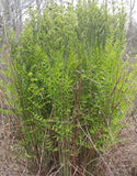 Osmunda regalis in native habitat