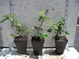 Pachysandra terminalis 'Green Sheen' in 2-1/2 inch Pots