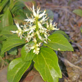 Japanese Spurge - Pachysandra terminalis - flowers close up