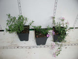 Phlox 'Emerald Pink' - 3.5 inch Pots (Minimum Quantity: 25 Plants)