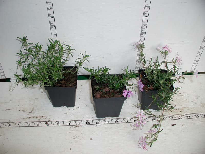 can you plant phlox in pots Phlox 'Blue Emerald'
