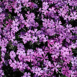 Phlox 'Purple Beauty' flowers