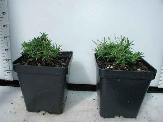 can you plant phlox in pots Phlox 'Snowflake'