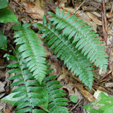 Young Christmas Fern clump