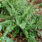 Christmas Fern - Polystichum acrosticoides mature clump