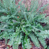 Christmas Fern - Polystichum acrosticoides in winter