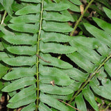 Close up view of Christmas Fern