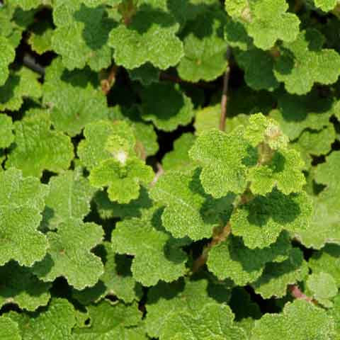 Creeping Raspberry - 3.5 inch Pots (Minimum Quantity: 25 Plants)