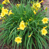 Daylily 'Stella de Oro' grows in tight, compact clumps