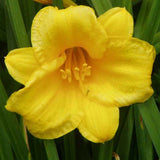 Golden yellow flower of Stella de Oro