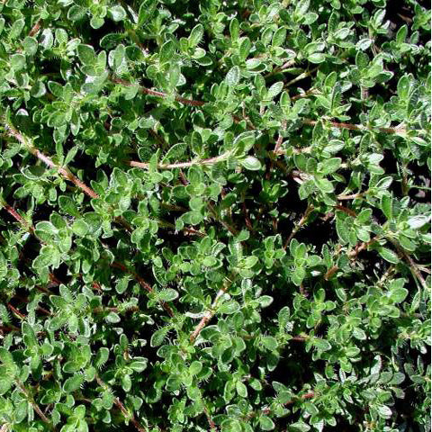 Thyme 'Pink Chintz' - 3.5 inch Pots (Minimum Quantity: 25