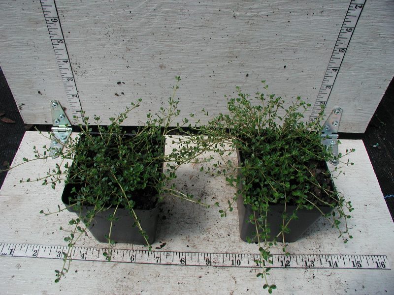 Thyme 'Pink Chintz' - 3.5 inch Pots (Minimum Quantity: 25