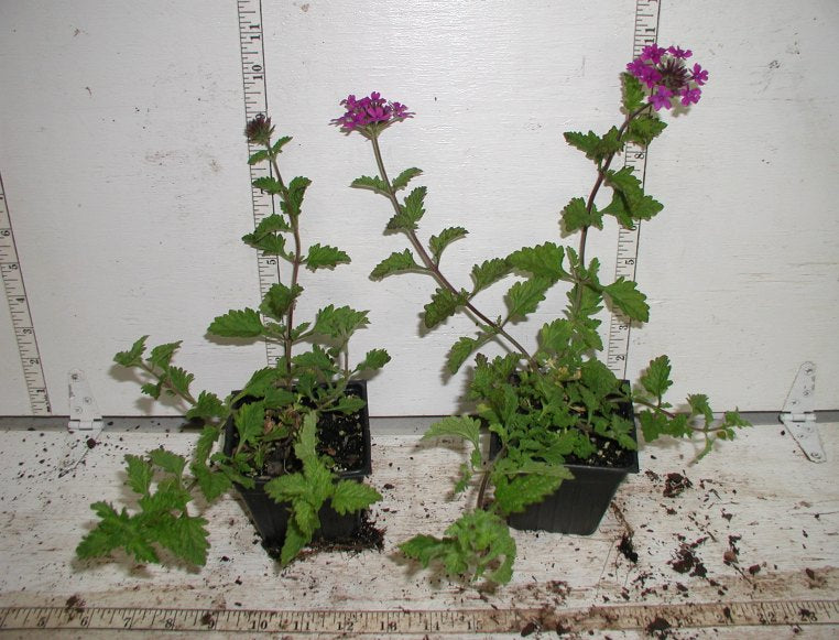 can you plant verbena in pots Verbena 'Homestead'