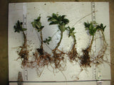 Vinca minor Bare Root Plants (Minimum Quantity: 50 Plants)