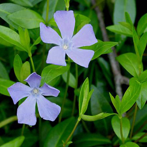 Vinca minor Bare Root Plants (Minimum Quantity: 50 Plants)