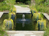 Lysimachia 'Aurea' - Moneywort in a water garden