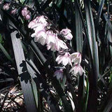 Black Ophiopogon Mondo grass with flowers
