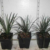 Black Ophiopogon Mondo grass in 3-1/2 inch pots