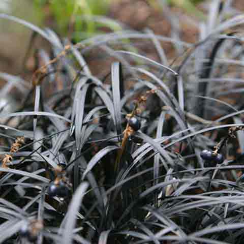 Black Ophiopogon Mondo grass with black berry