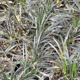 Black Ophiopogon Mondo grass in rows