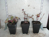 Asiatic Jasmine -  2.5 inch Pots (Minimum Quantity: 54 Plants)