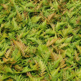 Dryopteris erythrosora, Autumn Fern, Japanese Shield Fern