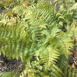 Mature Autumn fern with winter color
