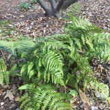 Mature Autumn fern in shade with winter foliage