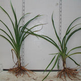 Daylily 'Aztec Gold' Bare Root Plants (Minimum Quantity: 25 Plants)