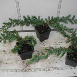 Juniperus conferta 'Blue Pacific' samples in 3-1/2 inch pots