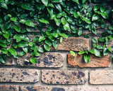 Creeping fig on brick wall