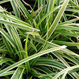 Carex morrowii 'Ice Dance' grows where you need it most: in wet soil and shade