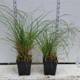Carex in 3-1/2 inch pots
