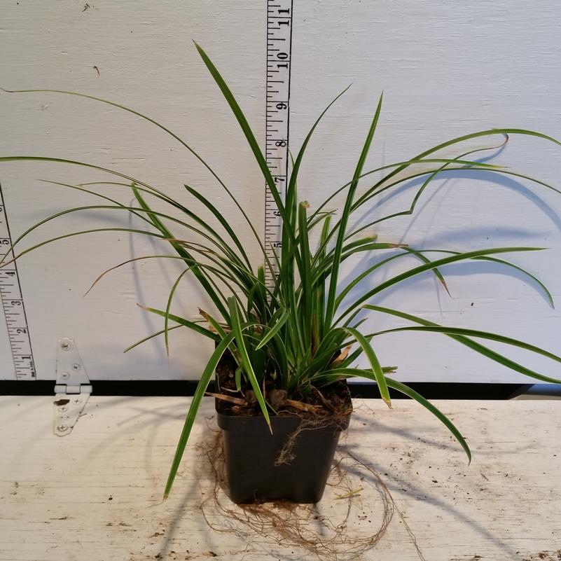 Carex 'Ice Dance' - 3.5 inch Pots (Minimum Quantity: 25 Plants)
