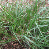 Carex pensylvanica is a fine lawn substitute in dry, woodland areas