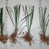 Liriope  muscari bare root samples