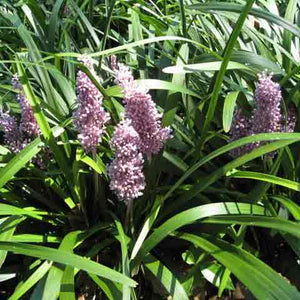 Liriope muscari Christmas Tree with densely packed flower clusters