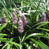 Liriope muscari Christmas Tree with densely packed flower clusters