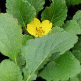 Closeup image of Chrysogonum single flower