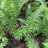 Cinnamon fern frond image 2