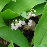 Lily-Of-The-Valley Bare Root Crowns (Minimum Quantity: 25 Crowns)