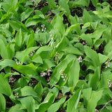 Lily-Of-The-Valley Bare Root Crowns (Minimum Quantity: 25 Crowns)