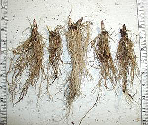 Swamp Lily Root System
