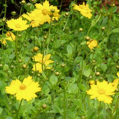 Coreopsis - Dwarf Mouse-Ear - 3.5 inch Pots (Minimum Quantity: 25 Plan