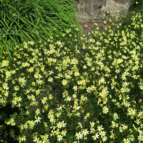 Coreopsis 'Moonbeam' in a perennial border.