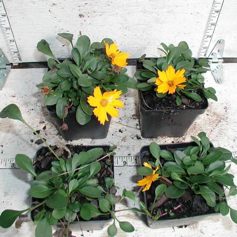 Coreopsis - Dwarf Mouse-Ear - 3.5 inch Pots (Minimum Quantity: 25 Plan